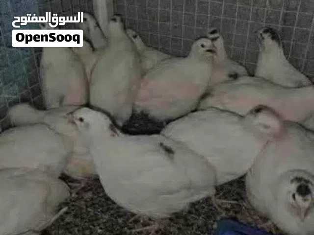 جميع انواع الدجاج السمان والدجاج المزارع والجريع والعقب والبلدي والبيض البلدي و بيض السمان