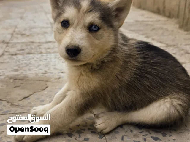 هاسكي جراوي