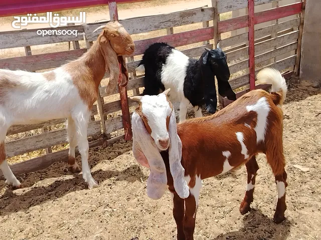 3اعنايق هجين ربي يبارك العمر 5 شهور تقريبا المكان صبراتة يوجد توصيل سعر البيع مع بعض 2900