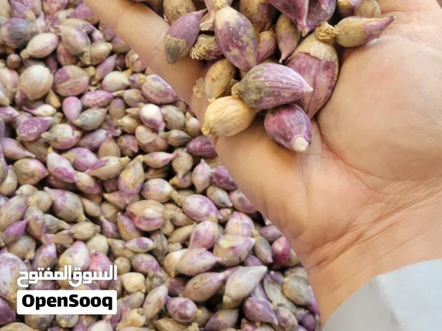 بيع جمله بسعر مغري ثووووم ذكر درجه اولى