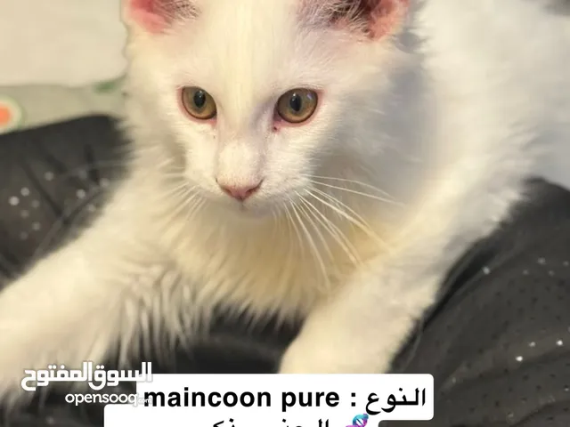 Mainecoon poly and classic مينكون