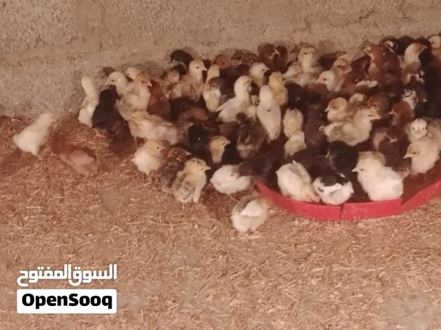 صيصان تهجين فرنسي  العمر يومين سعر الصوص : 250 متوفر 300 صوص وتوجد دفعات اخرى