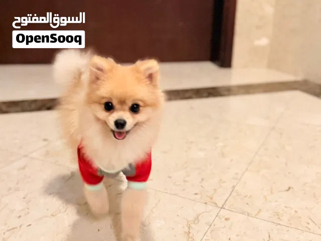 Male Pomeranian dog for mating