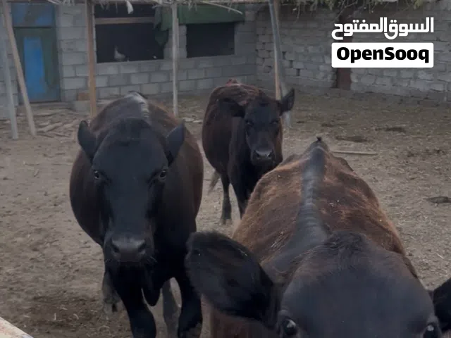 للبيع ابقار وثيران سلالة انجوس Angus