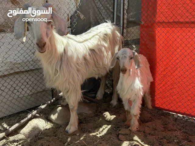 حلال الجواميد الفاخر الأصيل