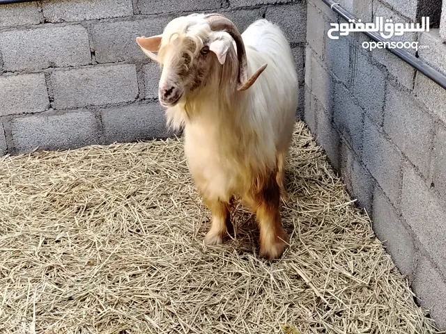 omani goat mail  using for female very very good very healthy