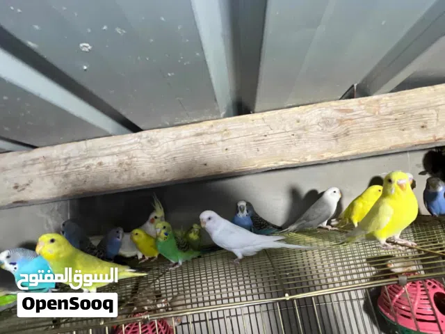 عصافير حب اقرا الوصف