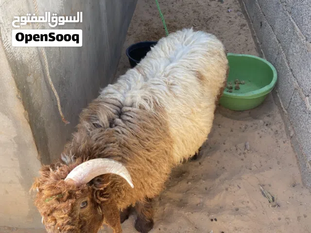 خروف للبيع