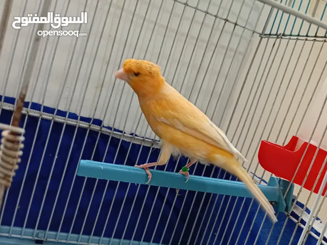 كنارات للبيع