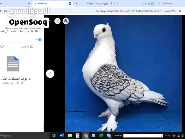 فحلين سنتنايت السعر 40 دينار