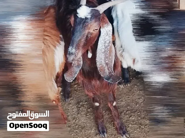عنز حايل تبارك الرحمن