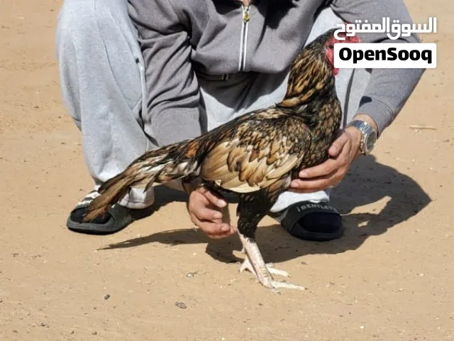 ديج  شجرا ميوالي طير جميل تبارك الرحمن العمر تقريبا سنه