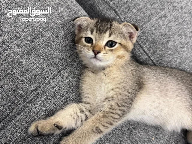 سكوتش فولد - scotch fold