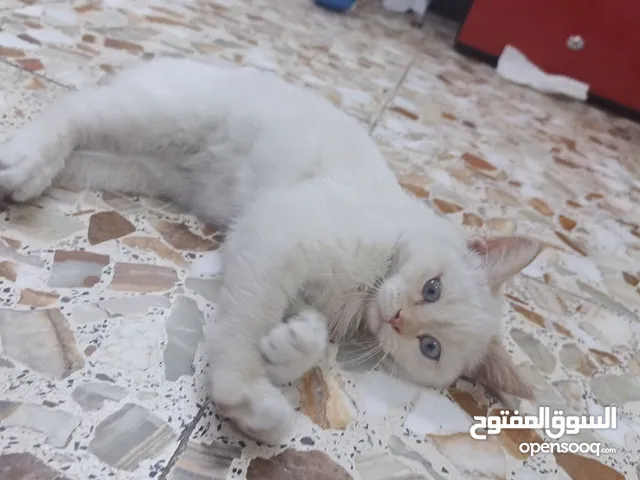 قطة شيرازي هملايا للبيع مع كامل أغراضها