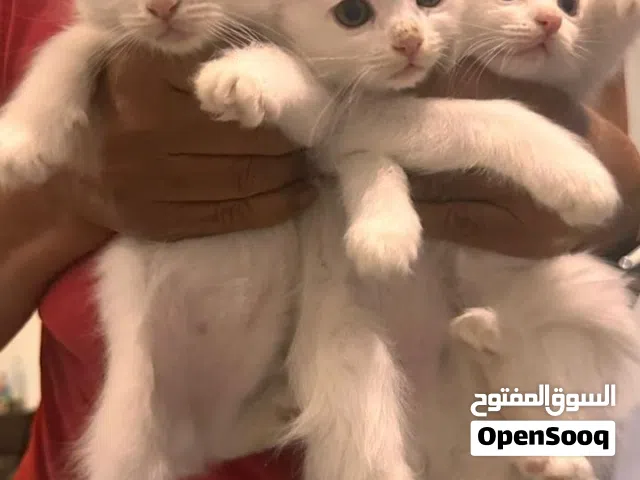 قطتين سكوتش فولد ميكس قطه ذكر لون بني وقطه انثى لون أبيض عمرهم 3شهور لعوبين جدا جدا واليفين متعودين