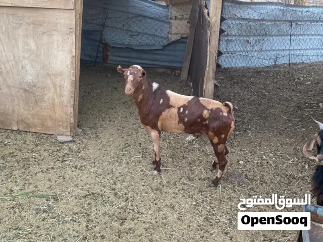 تيس من حلال الصلالي