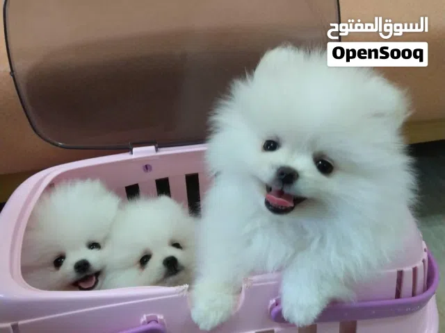 Home trained Pomeranian puppies