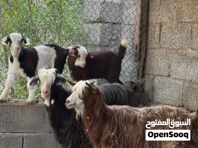أغنام محليه