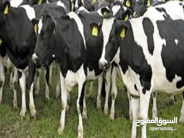ابقار أضاحي للبيع