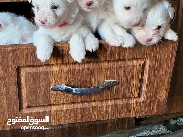 كلاب للبيع ثلاث اناث و ذكر