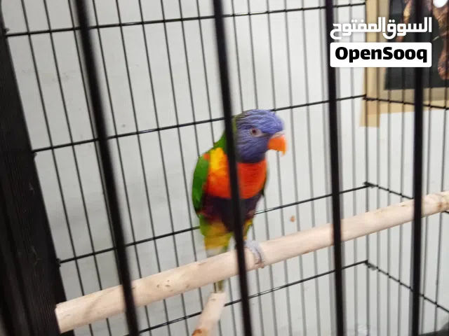 لوري متكلم 160