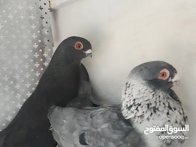 خمس جوز للبيع بسعر حررررق نار وشرا ما بقصر