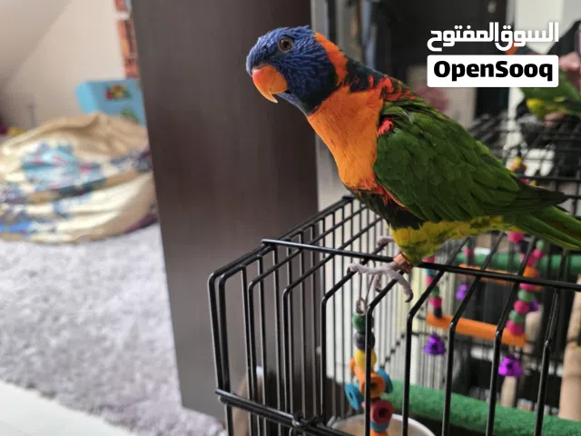 الببغاواتRainbow Lorikeet الأصلي