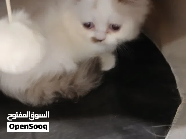 كيتن  راغدول بيور شهر ونص للبيع بالرياض