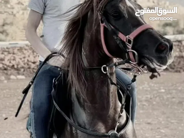 خيل عربي اصيل