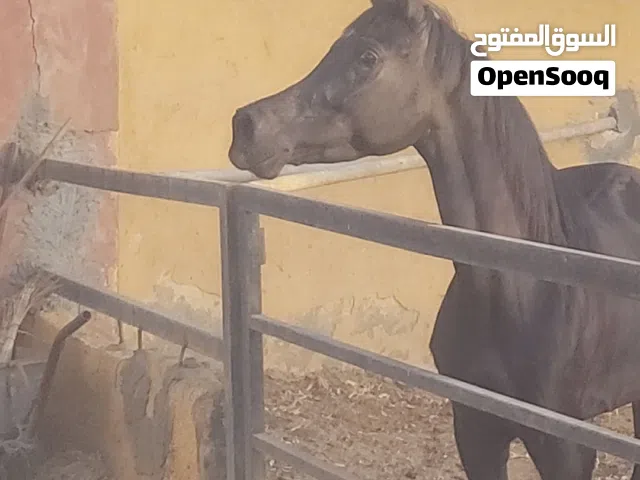 فرصة ذهبية لاقتناء فرس عربي أصيل لون ملكي دهماء