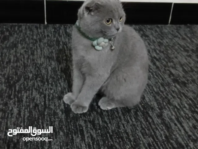 قط بريطاني ذكر للبيع
