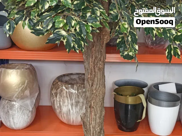 شجر ليمون كبير