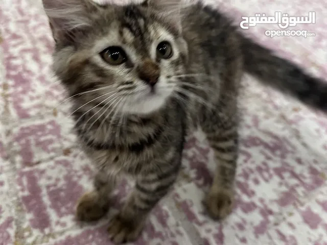 قطه هجين من ام شيرازيه واب بريتش سكوتش