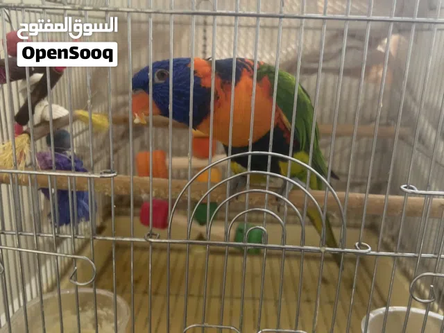 ببغاء لوري