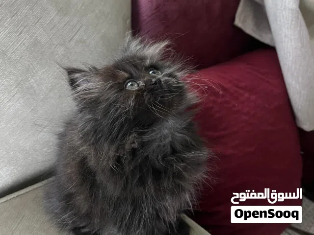 قطة شيرازي بيور