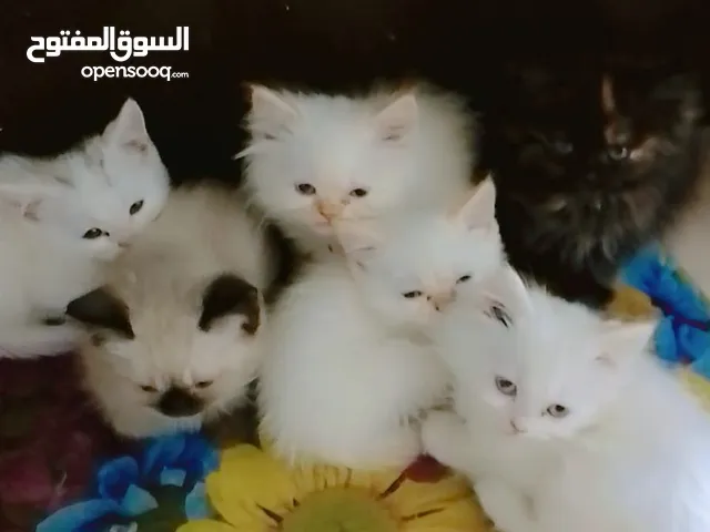بسس للبيع بسعر مغري