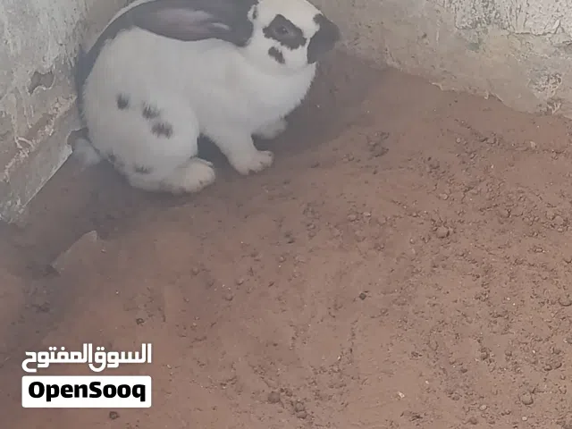 ارانب اللبيع