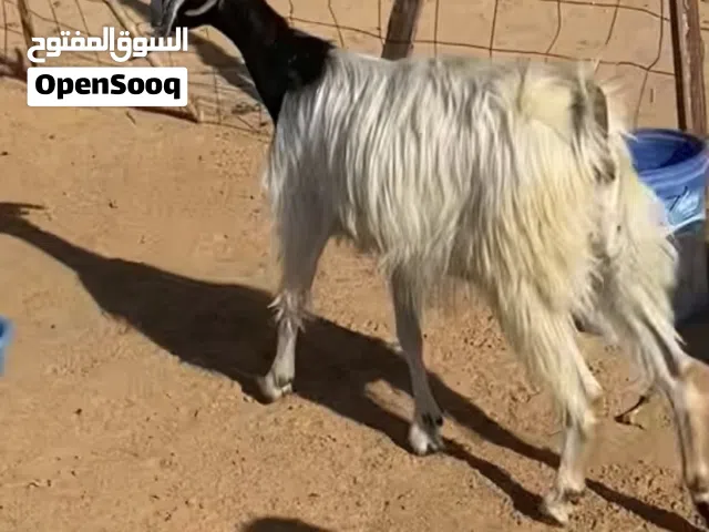 معزه للبيع