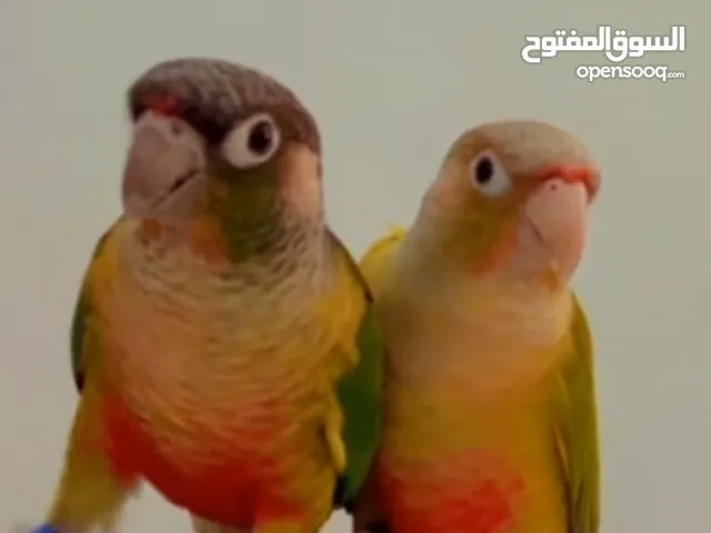 للبيع طيور كنيور
