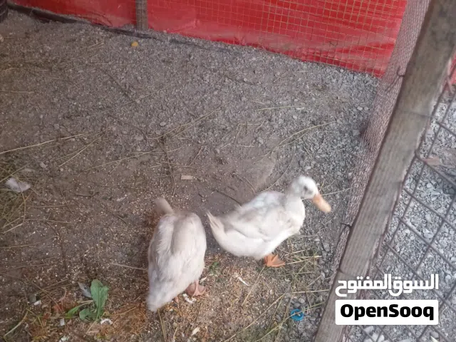 بط عماني منتج وحده محضنه بل بيض اناث هنتين وذكر واحد  شوف الوصف