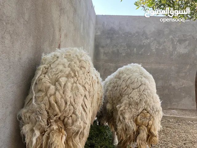 نعجات سمينات للبيع