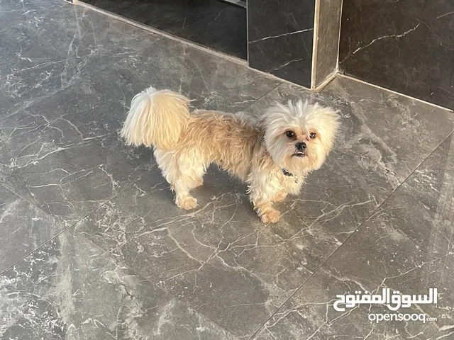 ضياع من يجده يتصل بي شكرا