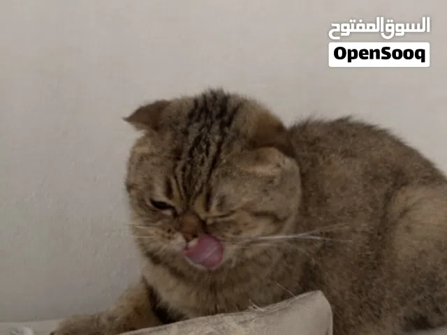 قطوه للتبني