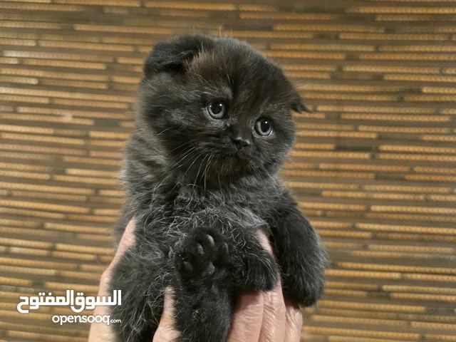 قطط سكوتش فولد مميزة
