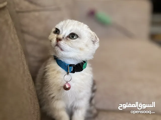 قطة سكوتش فولد للبيع