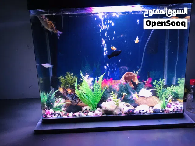 No scratch full set of tank +Fish