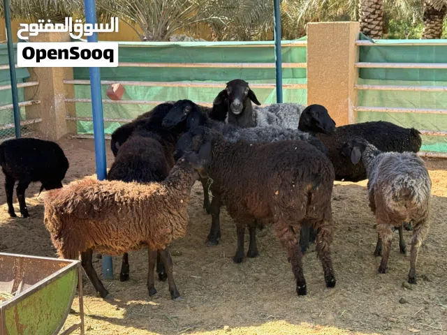 اغنام افغاني نادره