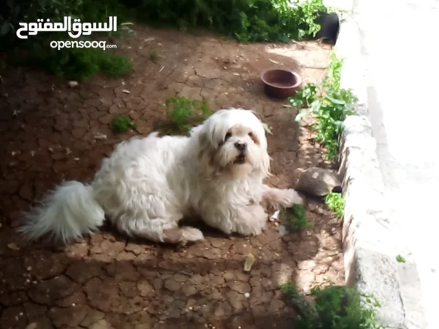 يوجد كلب فرنسي للبيع بسعر نار موقعي عمان جبل النصر