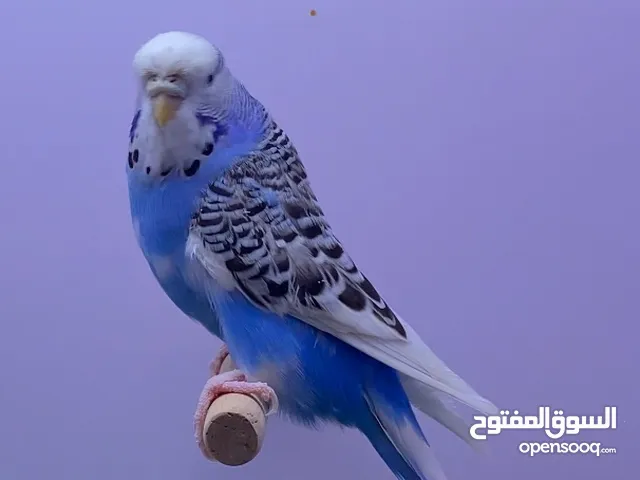 Budgerigar Blue Very Good size pair