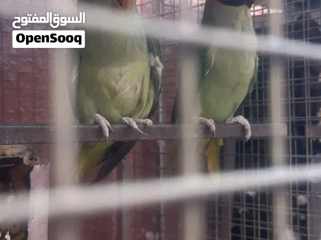 طيور للبيع إلا له رغبه يتواصل معاي